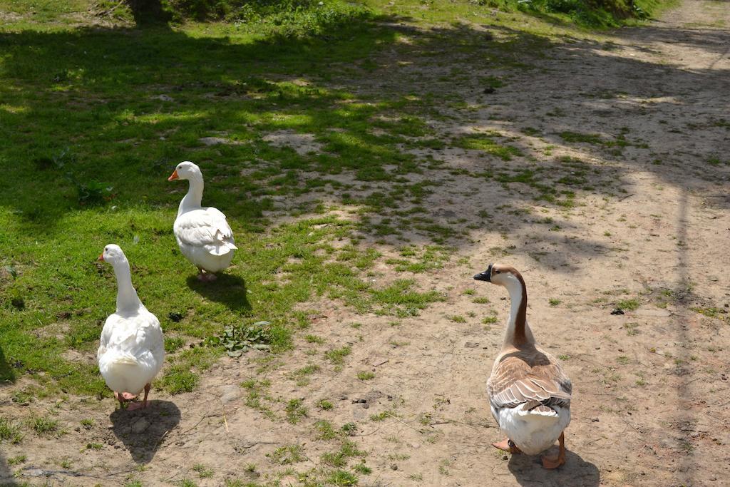 Pivovar Kocour Varnsdorf Bagian luar foto
